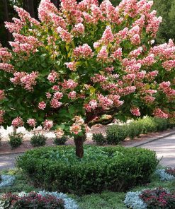 HYDRANGEA PANICULATA ‘PINK DIAMOND’ (SUR TIGE)