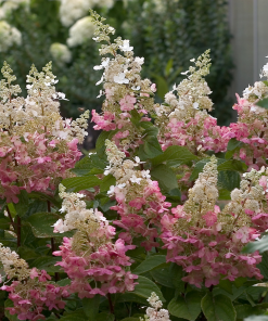 HYDRANGEA PANICULATA ‘PINKY WINKY’ (SUR TIGE)