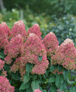 HYDRANGEA PANICULATA ‘QUICK FIRE’ (SUR TIGE)