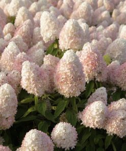 HYDRANGEA PANICULATA ‘SWEET SUMMER’ (SUR TIGE)