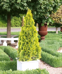 THUYA OCCIDENTALIS ‘JANED GOLD’