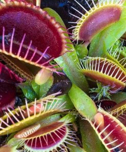 Attrape-mouche de Vénus