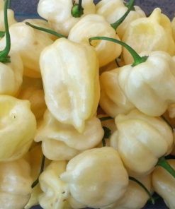Piment Habanero Géant Blanc