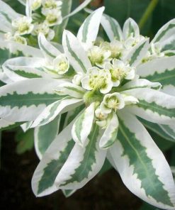 Euphorbia Marginata Neige sur la Montagne