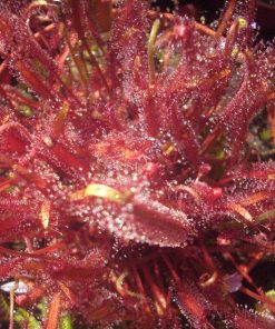 Drosera Capensis Rouge
