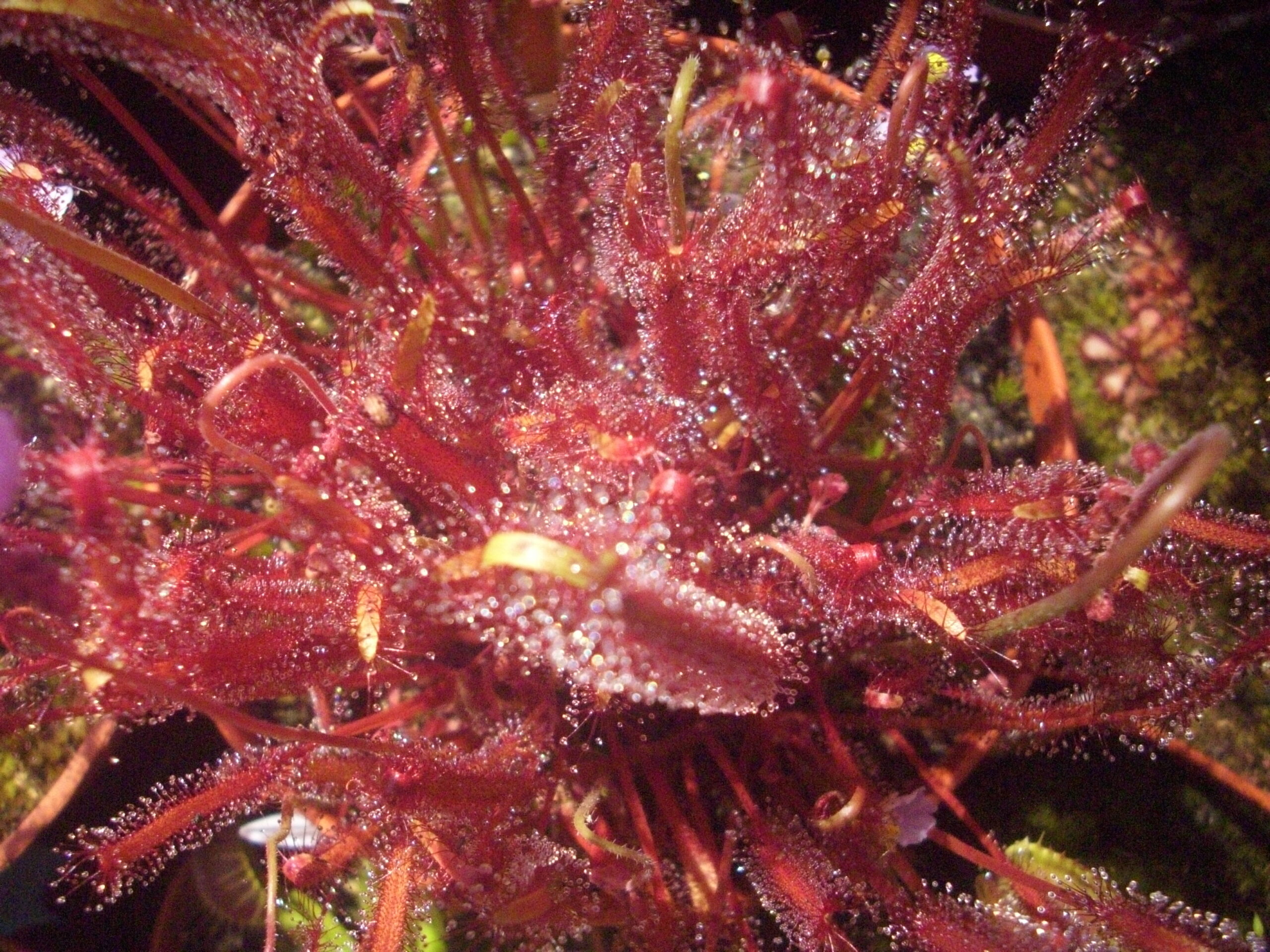 Drosera Capensis Rouge