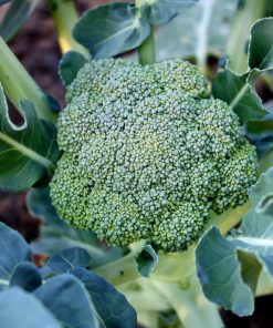 Brocoli Calabrese