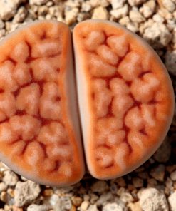 Lithops Karasmontana Red Top