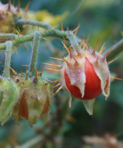 Tomate Litchi (Morelle de Balbis)
