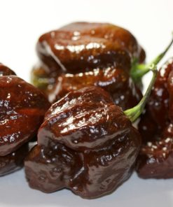 Piment Trinidad Scorpion Chocolat