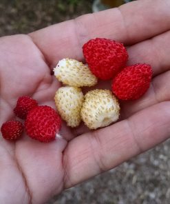 Mix Fraise Alpine Sauvage