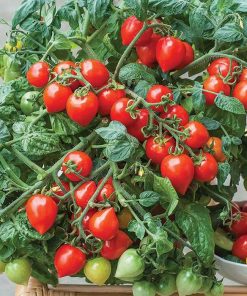 Tomate mini sweet heart F1