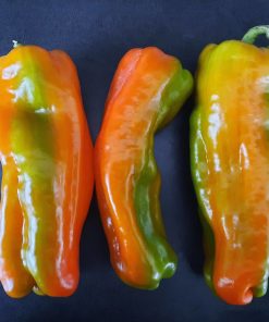 Poivron Tiger Cubanel