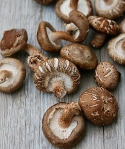 Champignon Shiitake