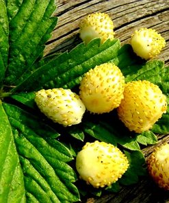 Fraise Yellow miracle