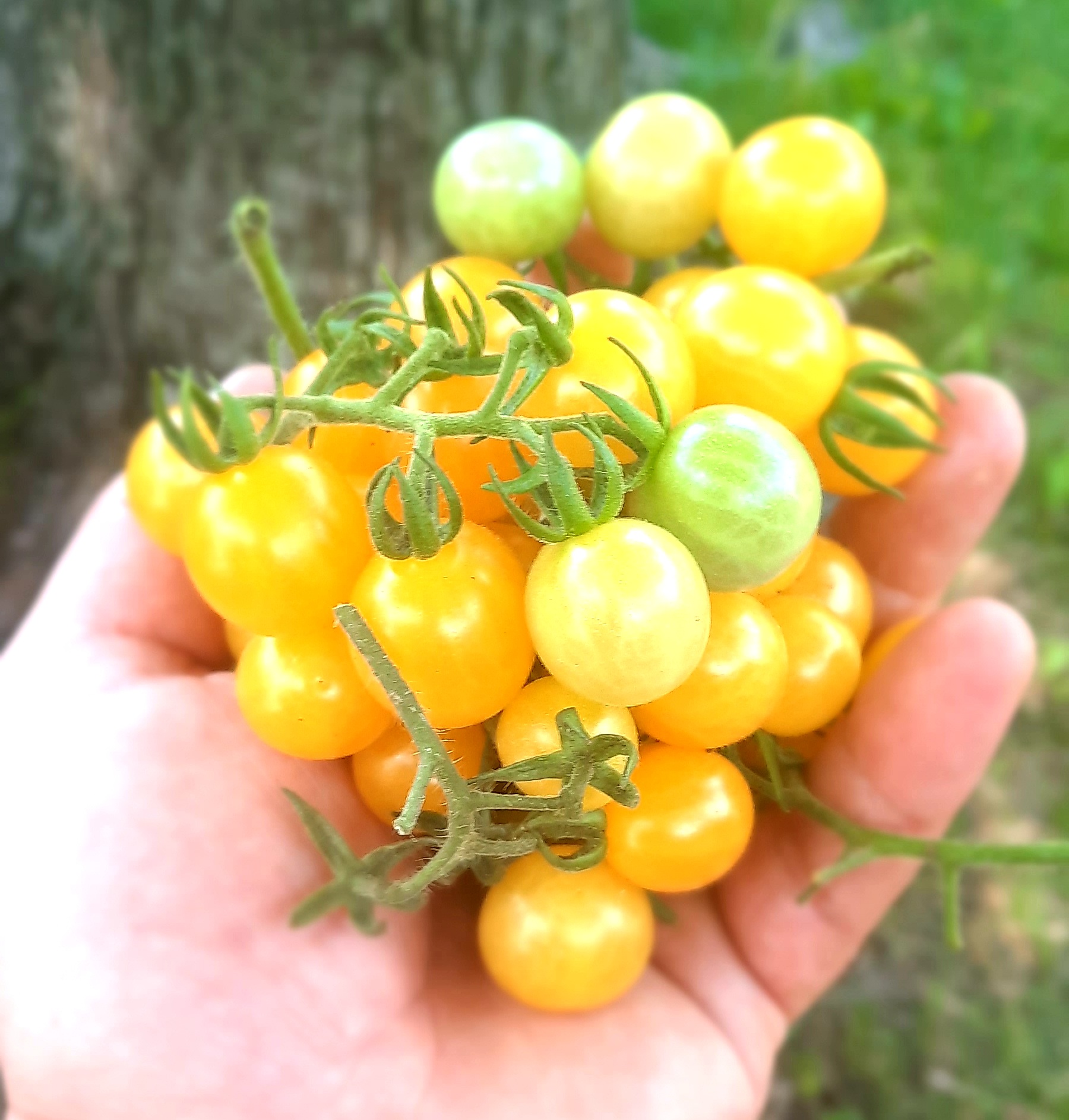 Tomate La Ruée vers l’or – Image 2