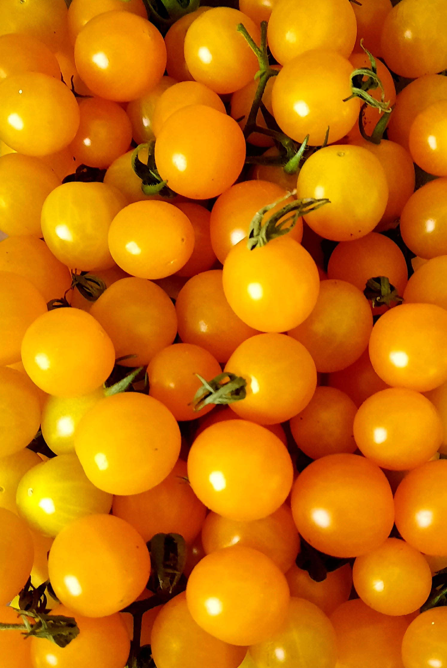 Tomate La Ruée vers l’or