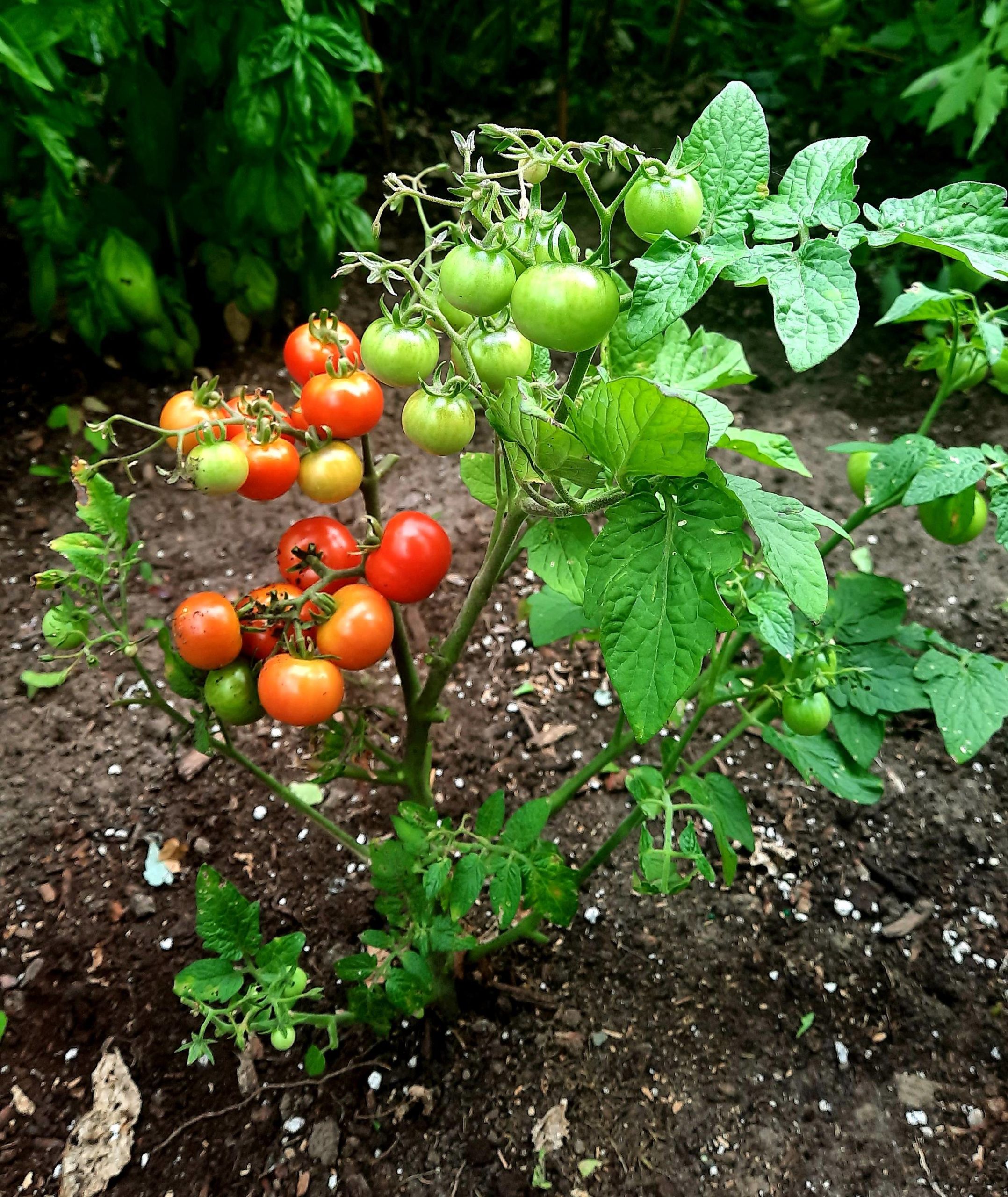 Tomate Mini Tim – Image 2