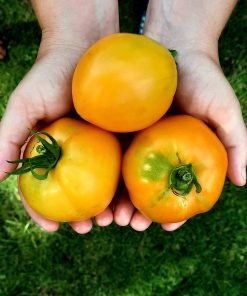 Tomate La Valencia La meilleur Tomate du monde