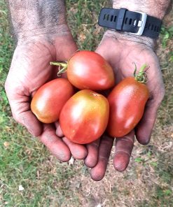 Tomate Mauve de Russie