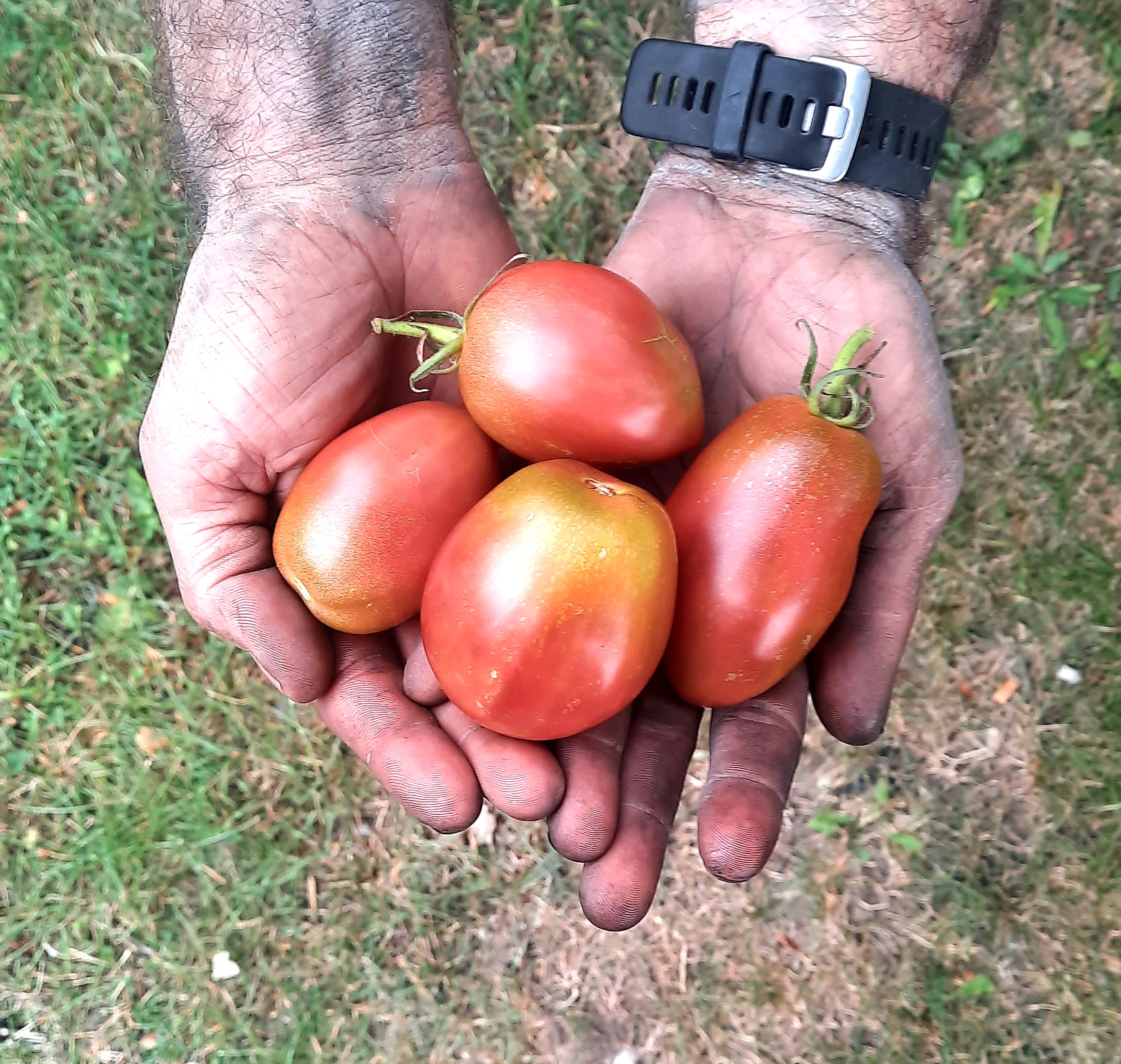 Tomate Mauve de Russie