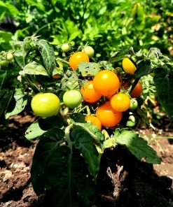 Tomate Micro Orange hat