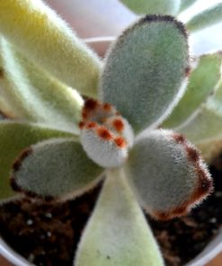 Plante Panda (Kalanchoe tomentosa)