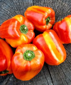 Poivron Orange Tigré