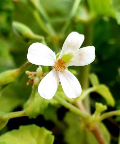 Géranium Odorant (Pomme Verte)