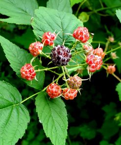 Catherinette du Québec (Ronce pubescente)