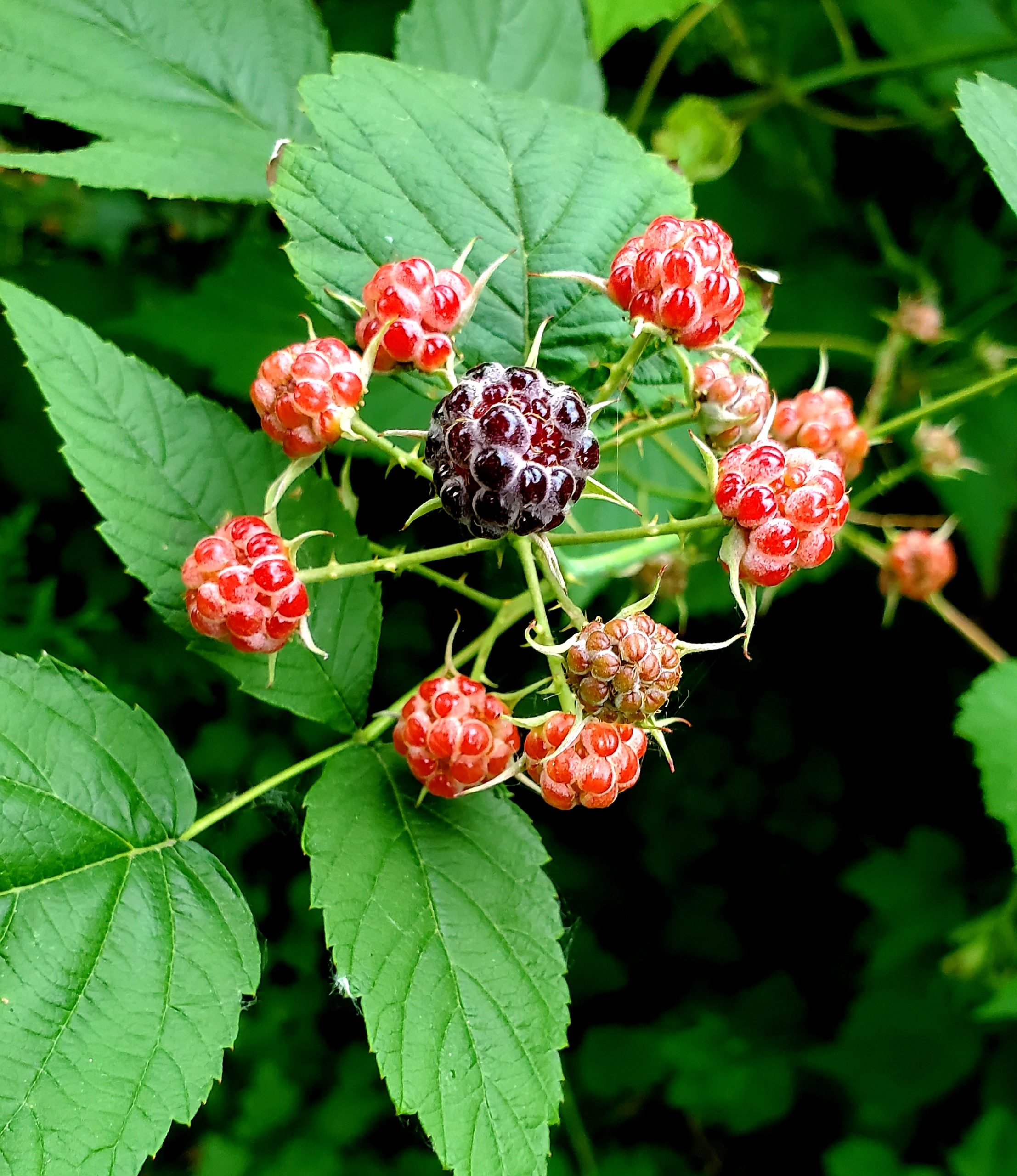 Catherinette du Québec (Ronce pubescente)