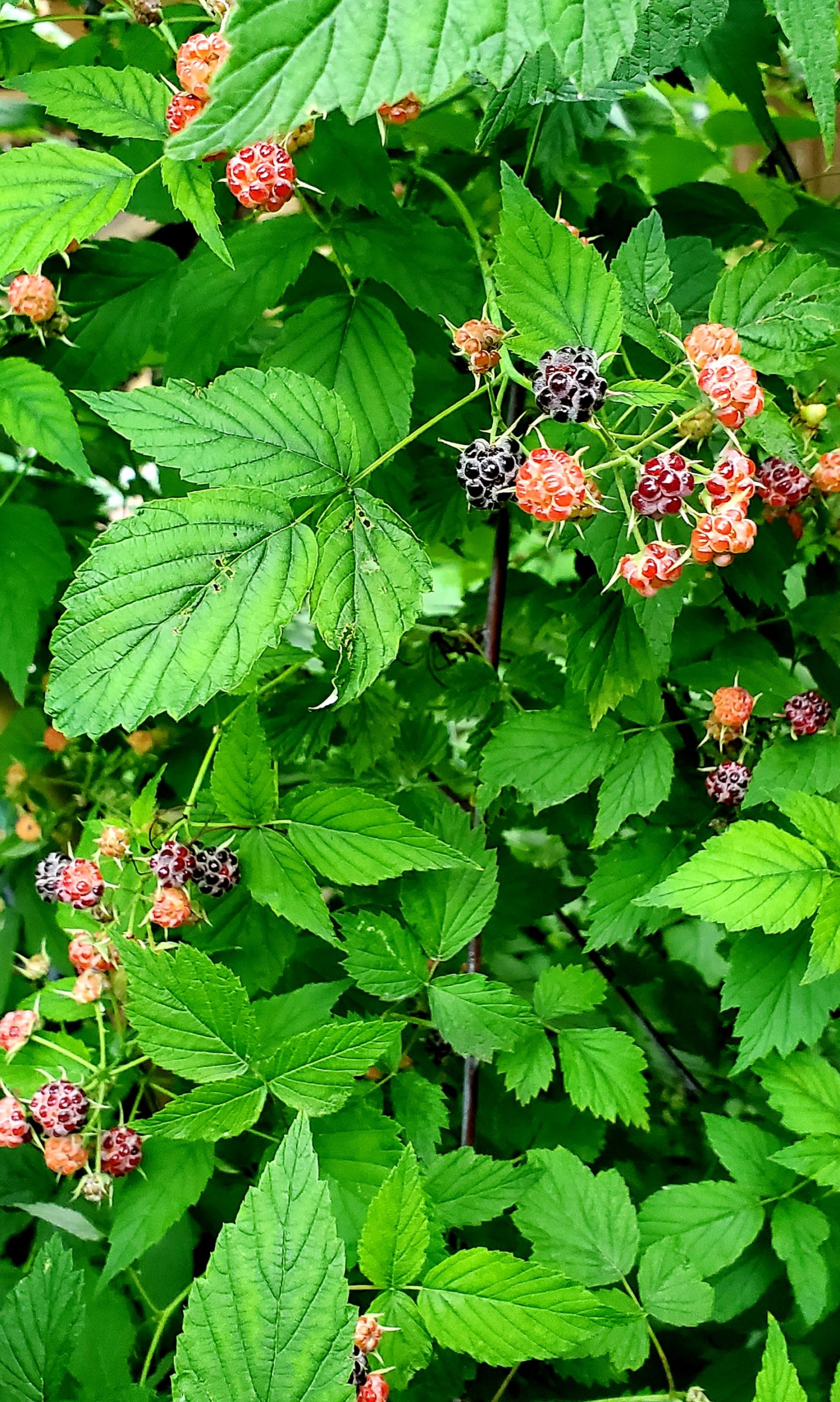 Catherinette du Québec (Ronce pubescente) – Image 3