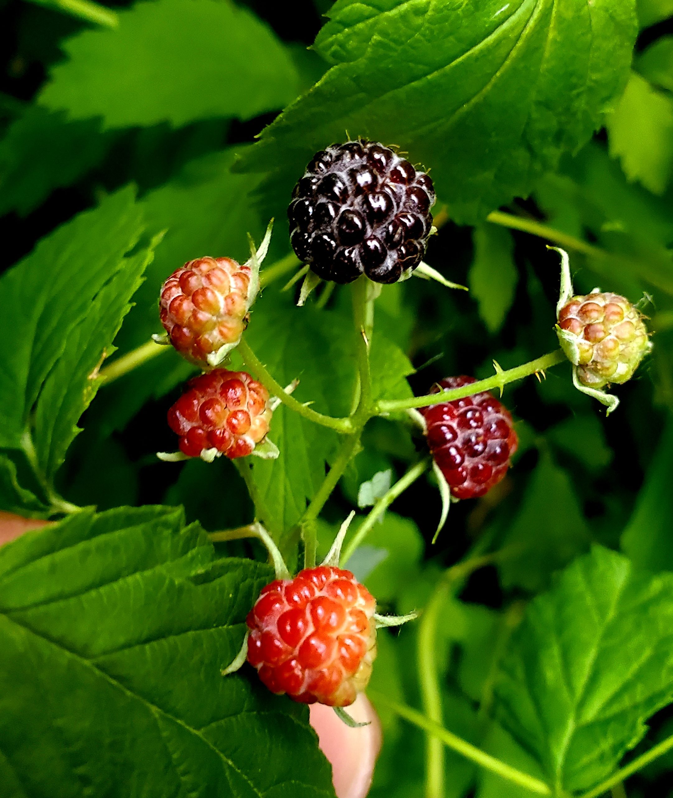 Catherinette du Québec (Ronce pubescente) – Image 5