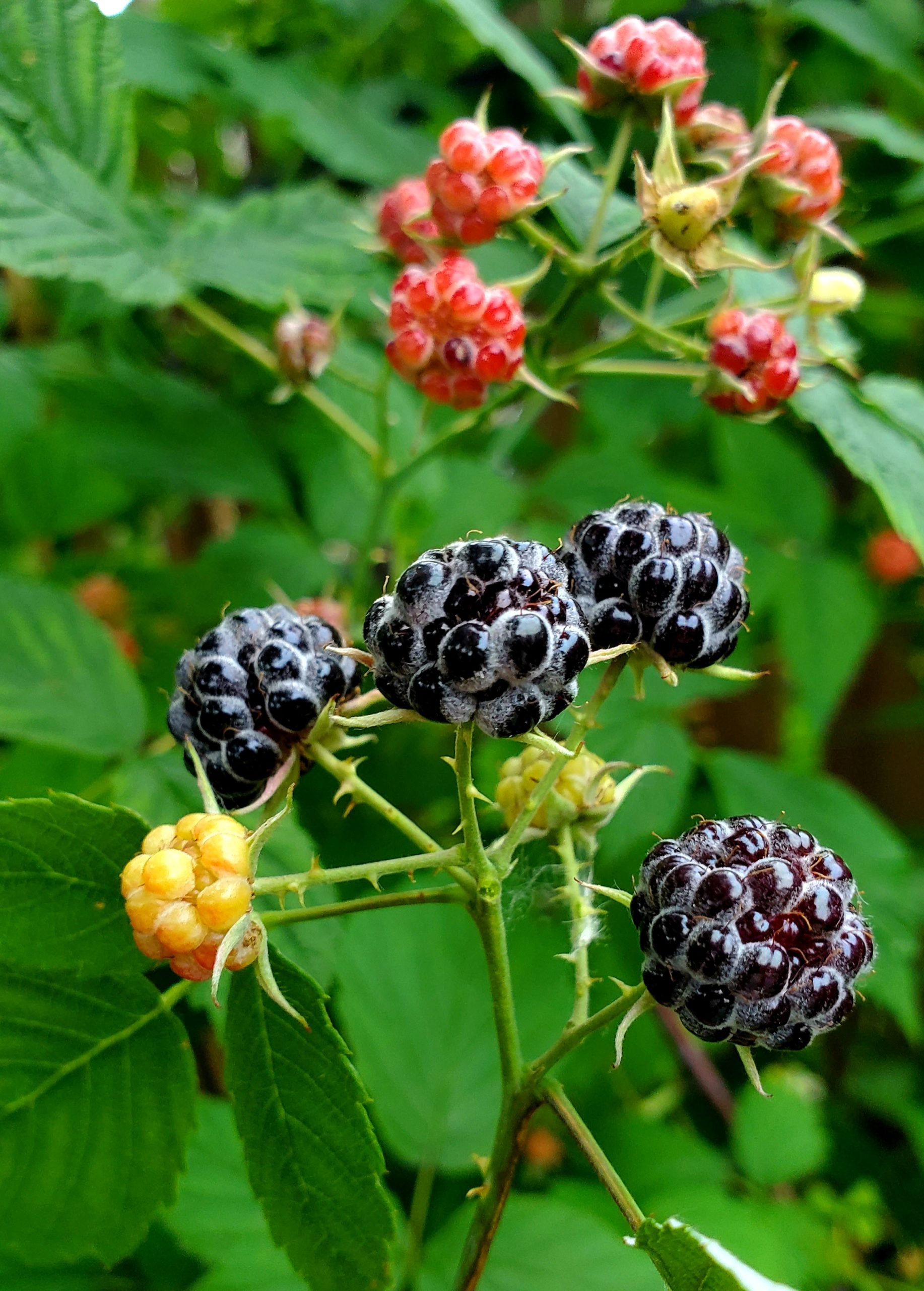 Catherinette du Québec (Ronce pubescente) – Image 4