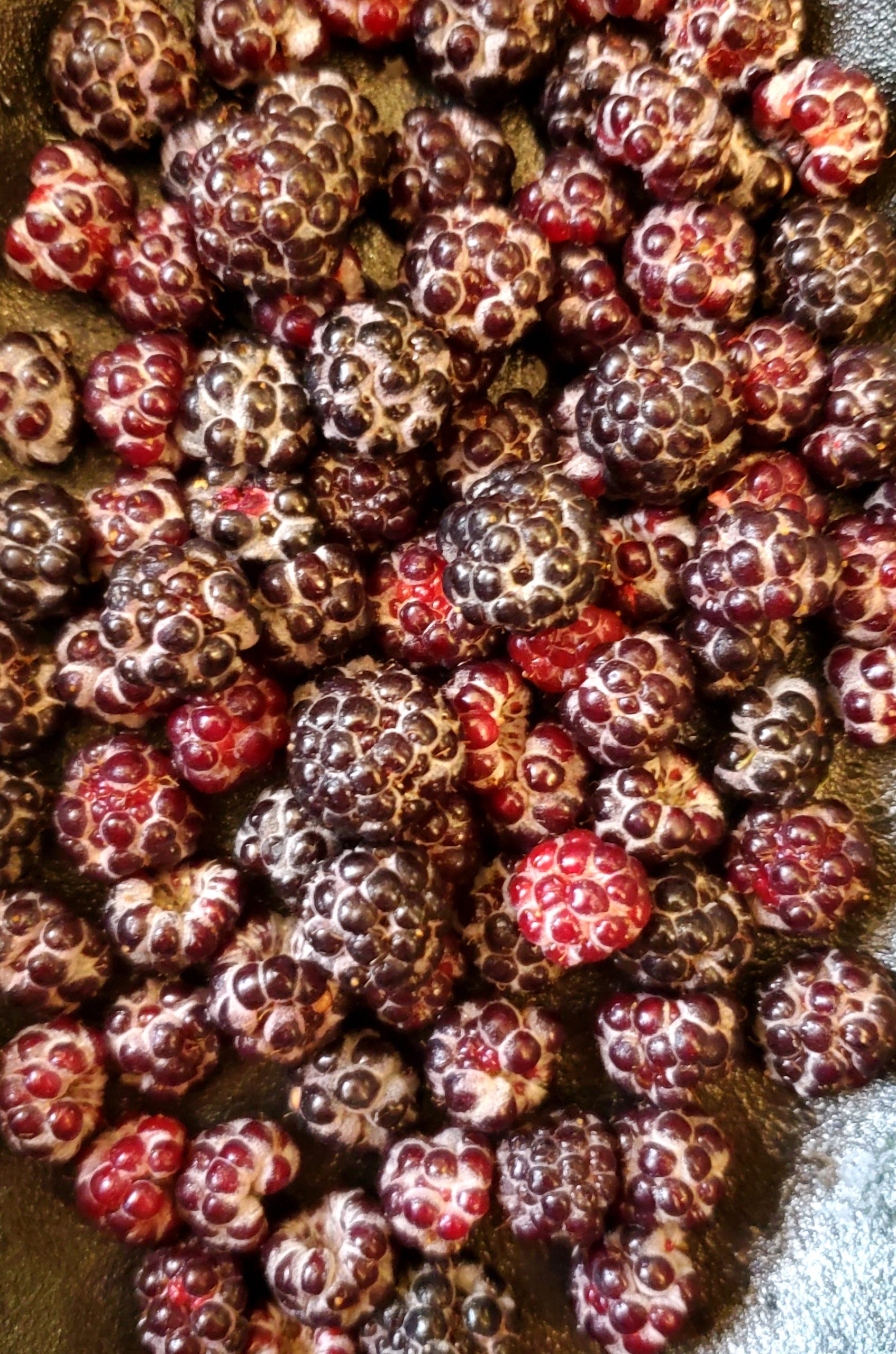 Catherinette du Québec (Ronce pubescente) – Image 2