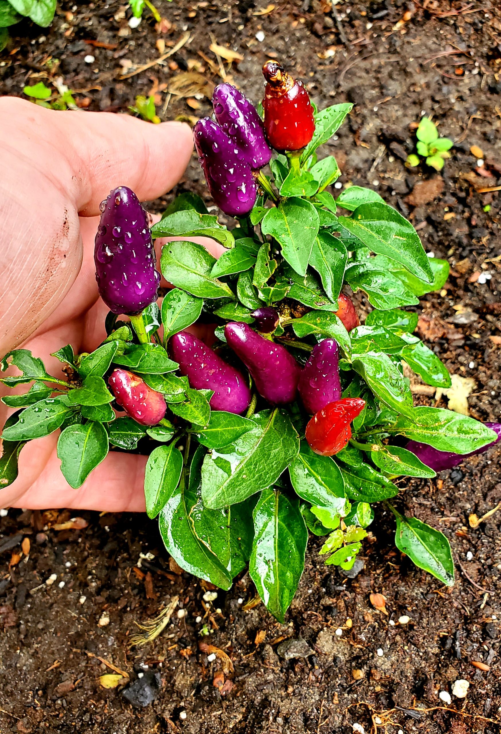 Piment Micro Zamora Rouge – Image 2