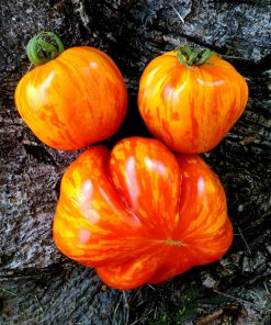 Tomate Gogoshari Zébrée Creuse