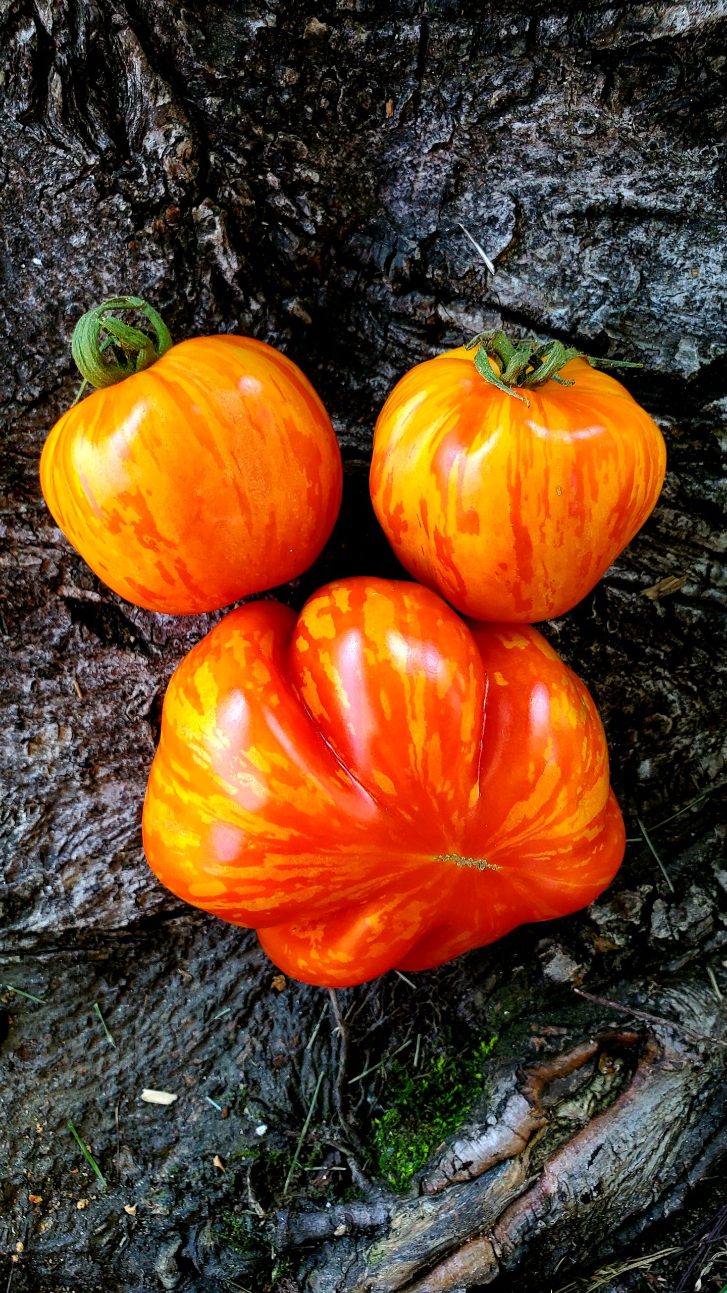 Tomate Gogoshari Zébrée Creuse