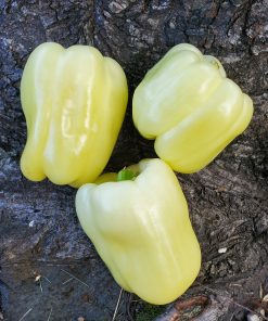 Poivron Blanc Nordique