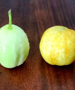 Concombre Pomme de Crystal