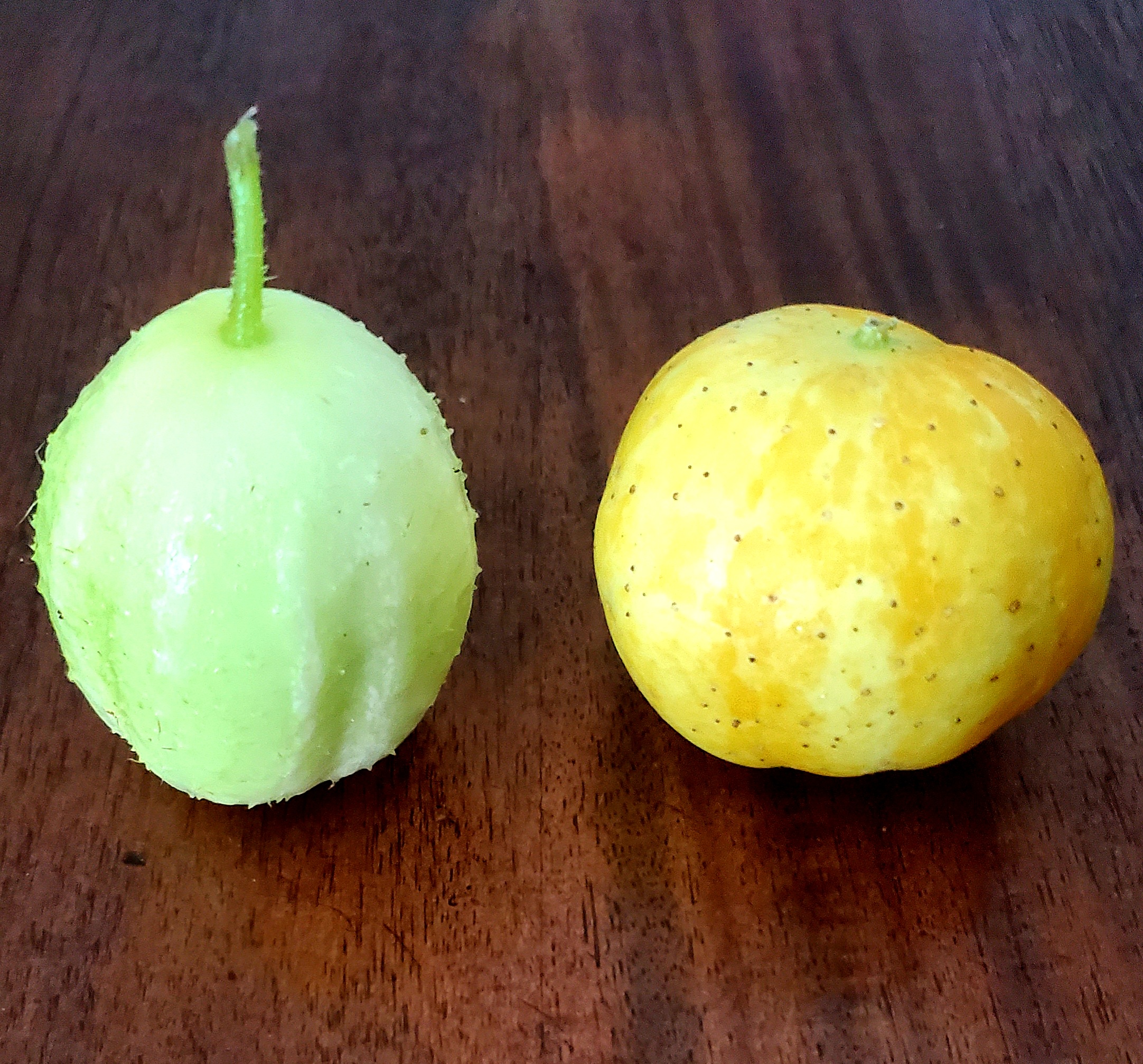 Concombre Pomme de Crystal