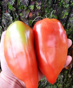 Tomate Démon du New Jersey