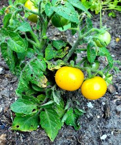 Tomate Micro Tom Jaune