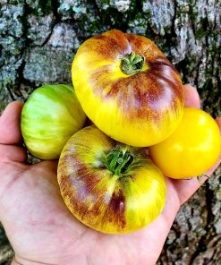Tomate Couleur Primaire