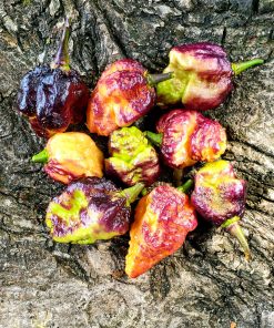 Piment Pockmark Peach