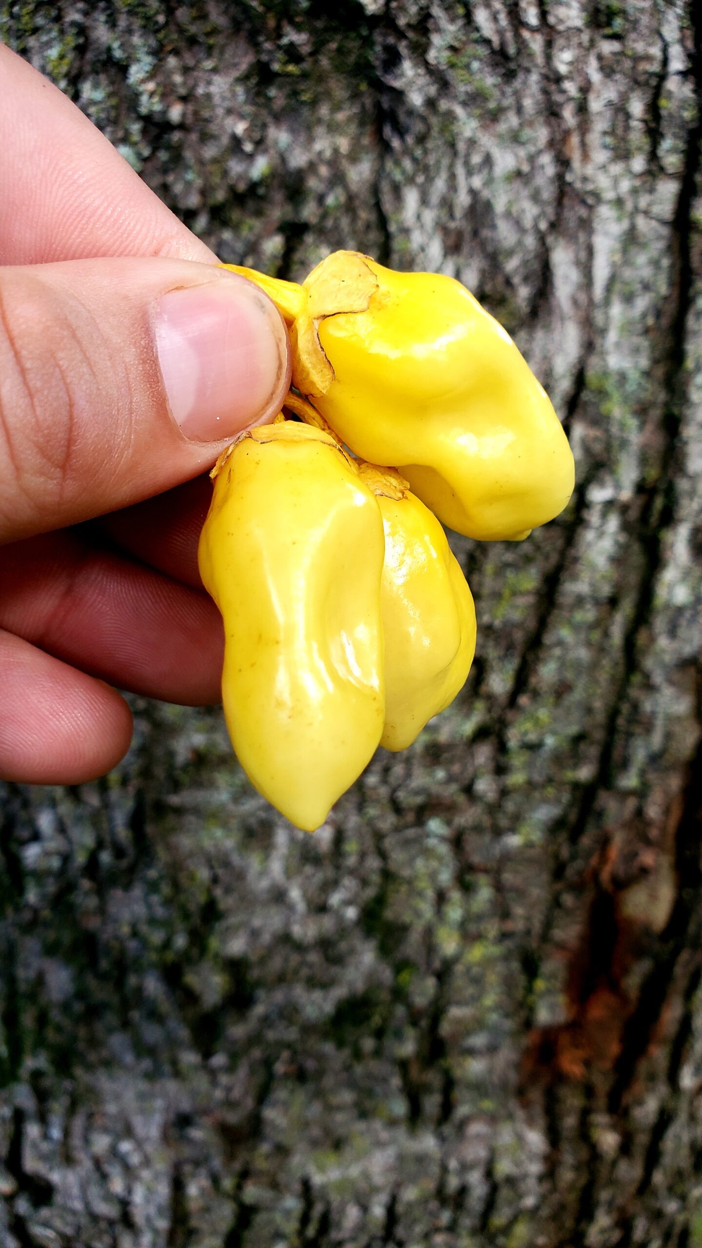 Piment Bubblegum – Image 2