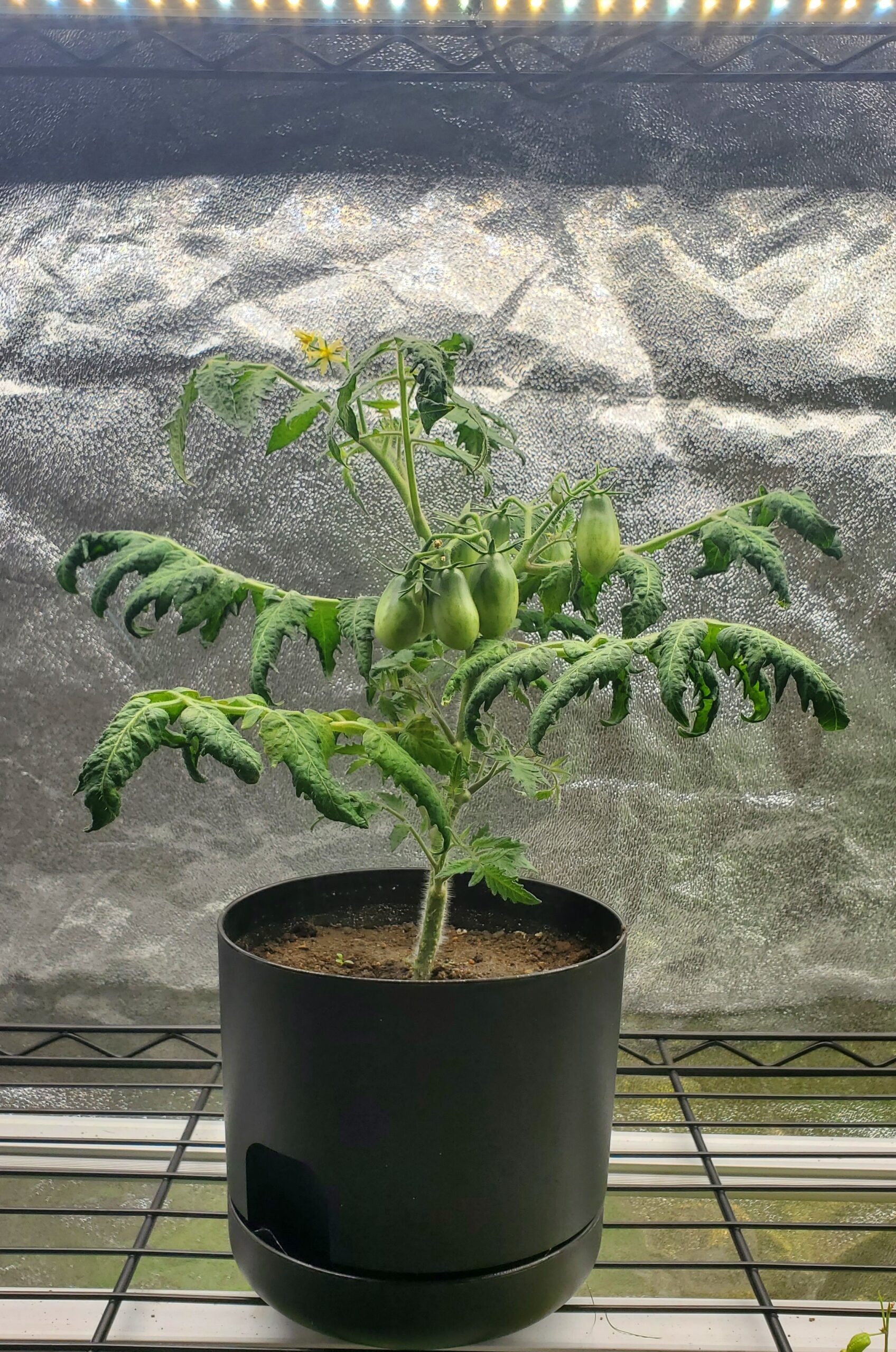 MicroTomate Roma – Image 3