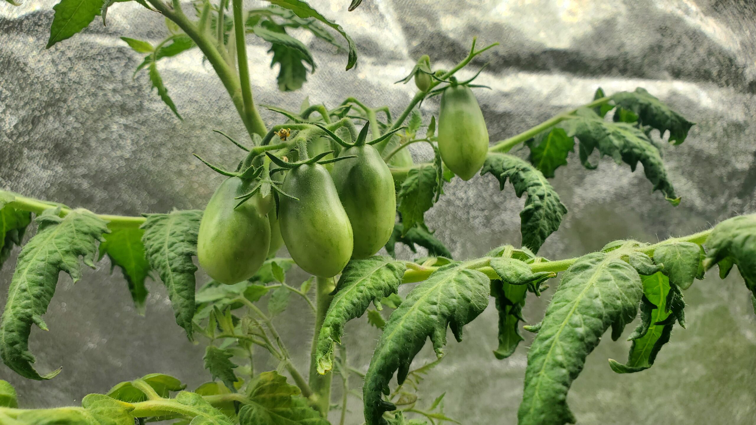 MicroTomate Roma – Image 2