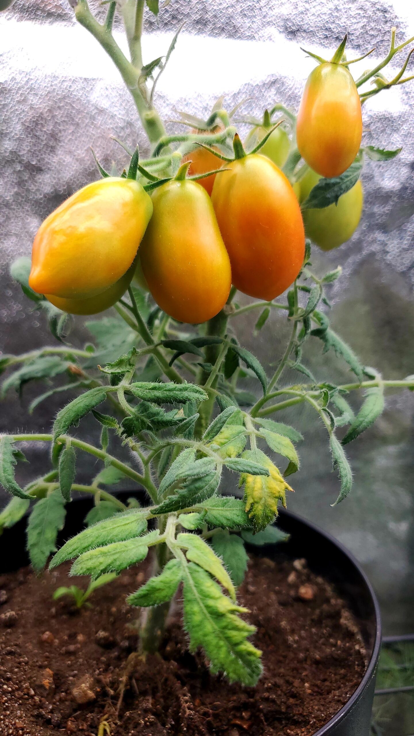 MicroTomate Roma – Image 4