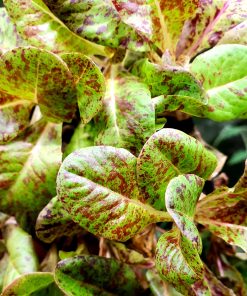 Micro laitue Taches de Rousseur